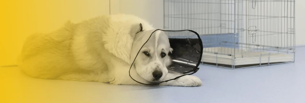 dog-bite-recovery-vet-nashua-nh-injury