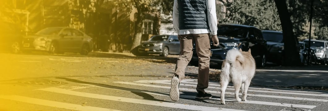 dog-walking-crosswalk-safety-nashua-nh-car-crash