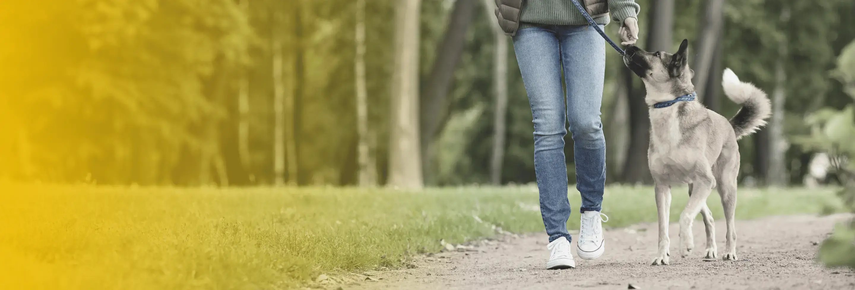 dog-walking-safety-concord-nh-dog-bite-lawyer