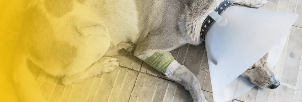 injured-dog-recovery-manchester-nh-dog-bite