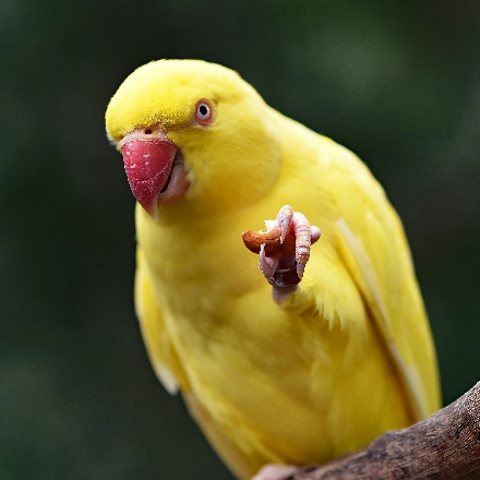 bird_bites bird_bites
