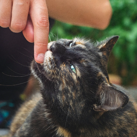 cat_bites cat_bites