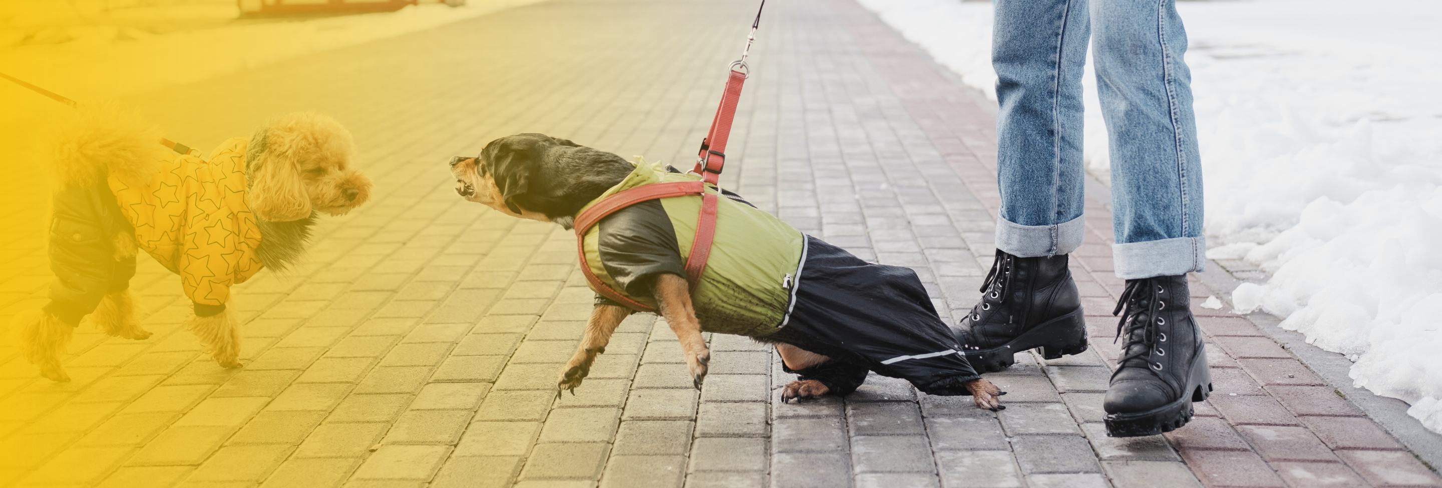 dog-attack-sidewalk-manchester-nh-dog-bite-lawyer