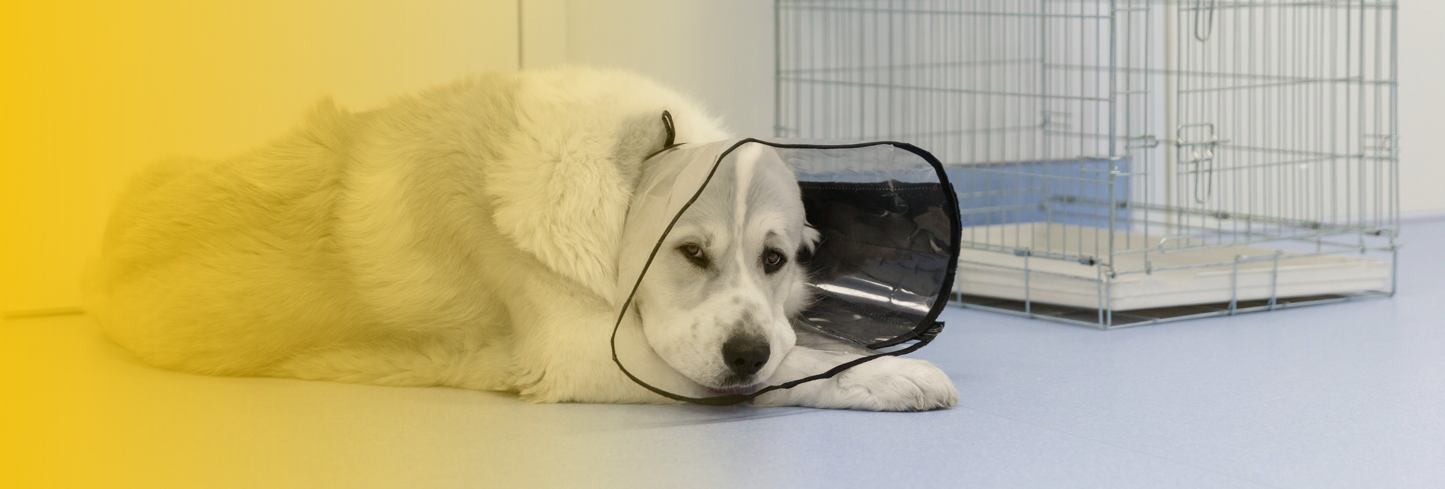 dog-bite-recovery-vet-nashua-nh-injury