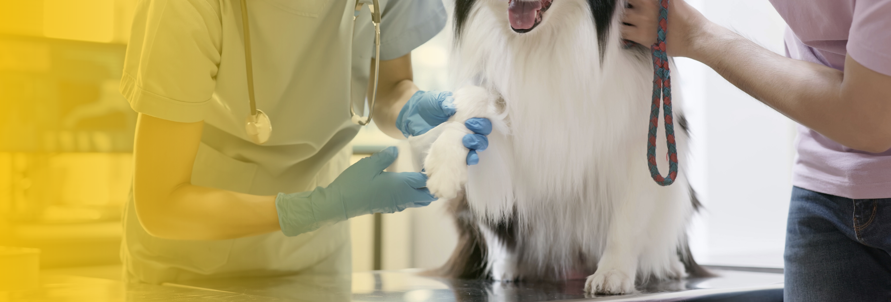 dog-bite-vet-treatment-concord-nh-injury