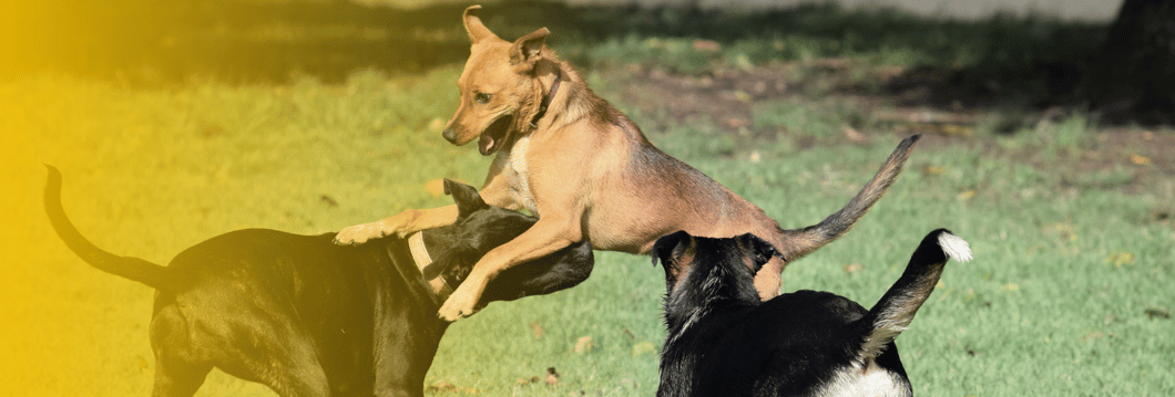 dog-fight-attack-portsmouth-nh-injury-lawyer