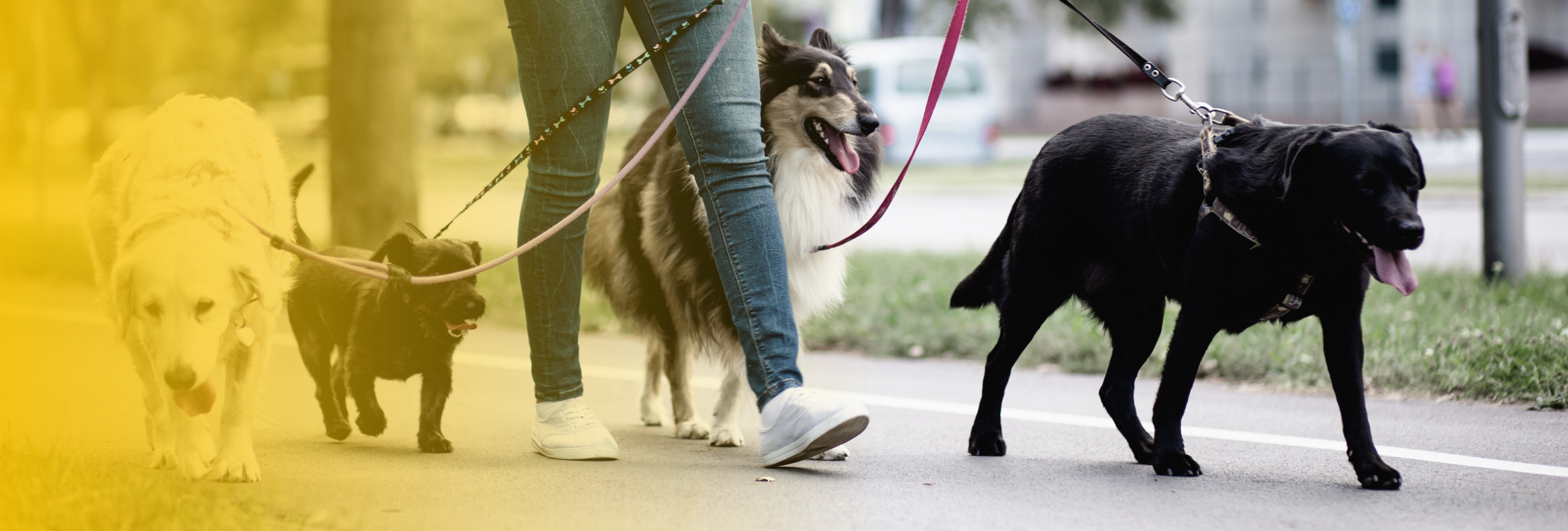 dog-walker-pedestrain-accident-nashua-nh-car-crash-lawyer