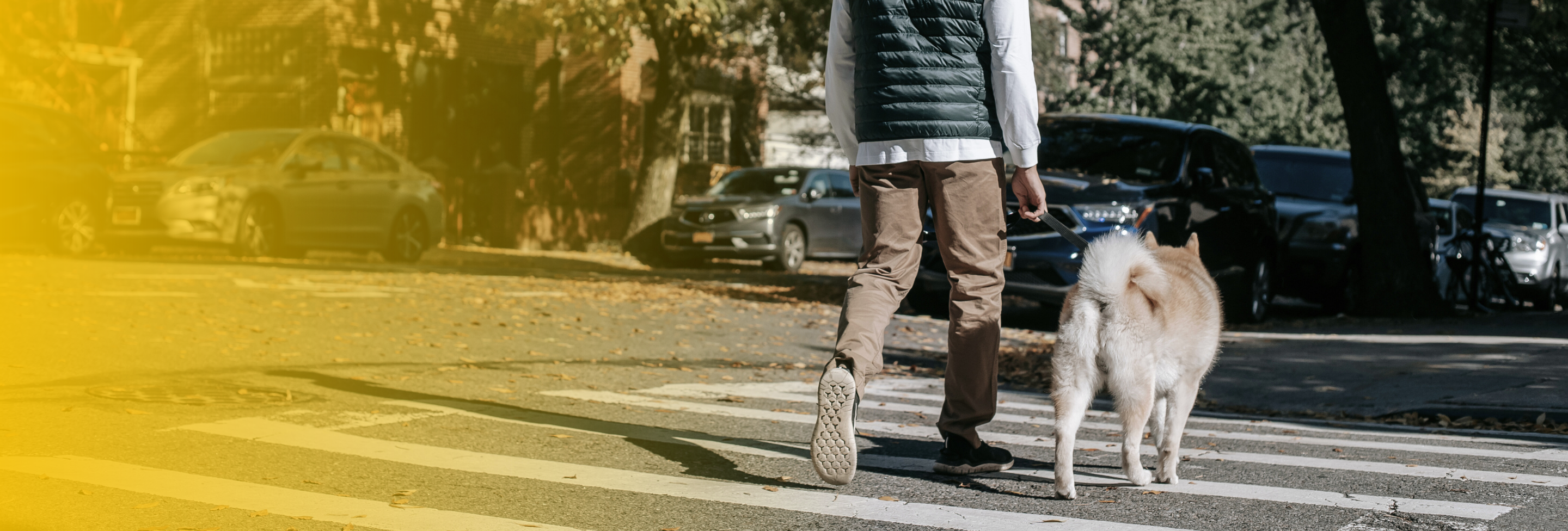 dog-walking-crosswalk-safety-nashua-nh-car-crash