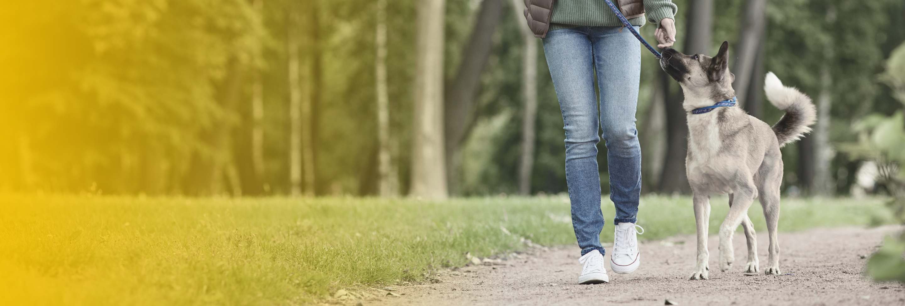 dog-walking-safety-concord-nh-dog-bite-lawyer