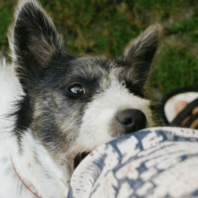 dog_bite 1 dog_bite 1