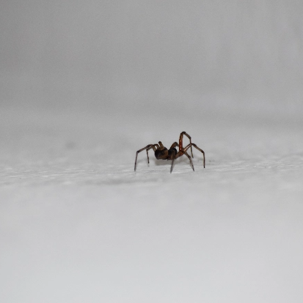 exotic_animal_attacks exotic_animal_attacks