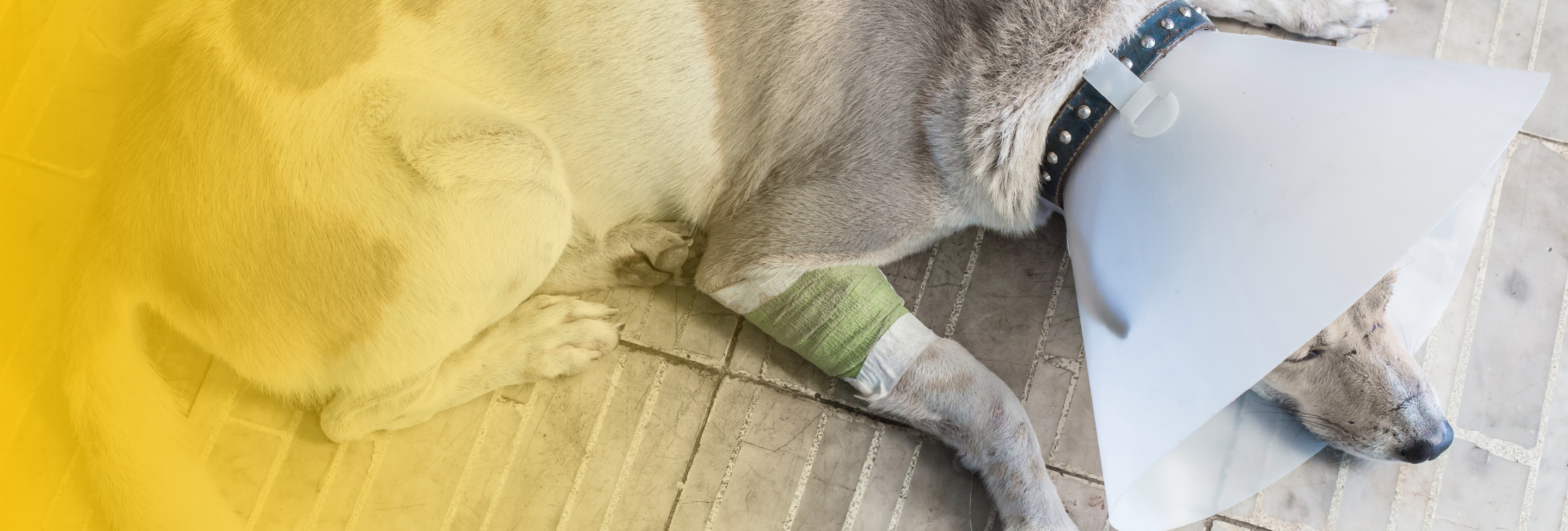 injured-dog-recovery-manchester-nh-dog-bite