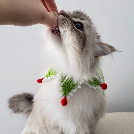 rat_and_rodent_bites rat_and_rodent_bites