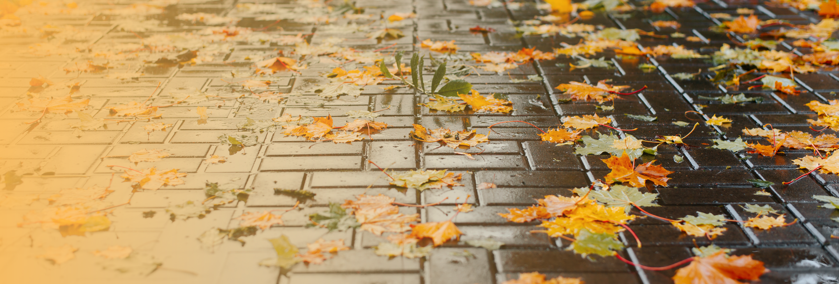 wet-leaves-slip-hazard-portsmouth-buckley-law