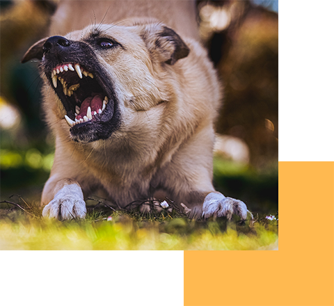 Dog Bite 2 Dog Bite 2