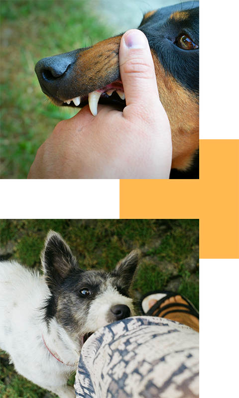 Dog bite 3 Dog bite 3