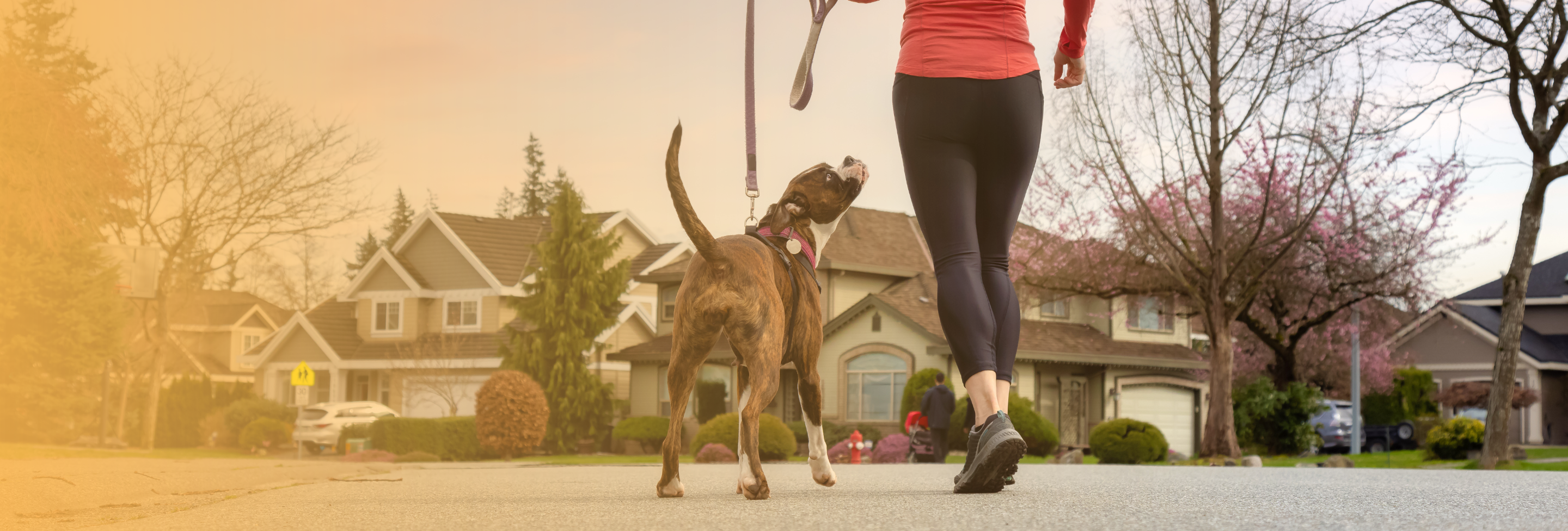 Top 5 Reasons to Hire a Personal Injury Lawyer After a Dog-Related Crash