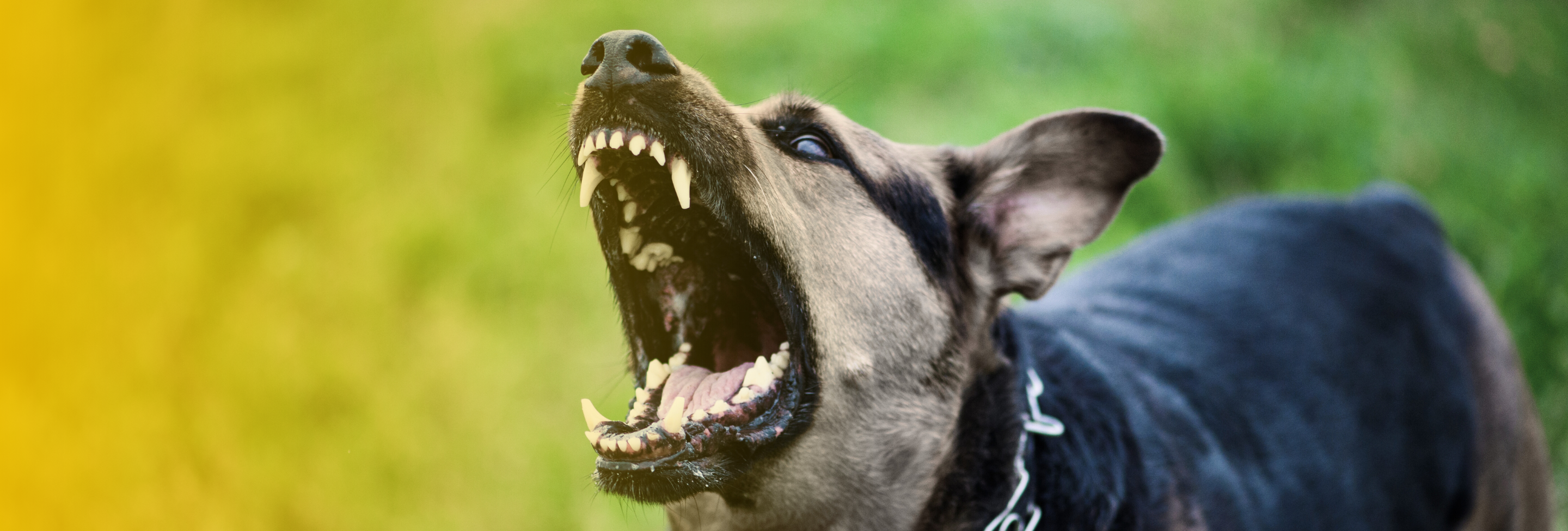 Bitten in New Hampshire: What to Do If a Dog Attacks You