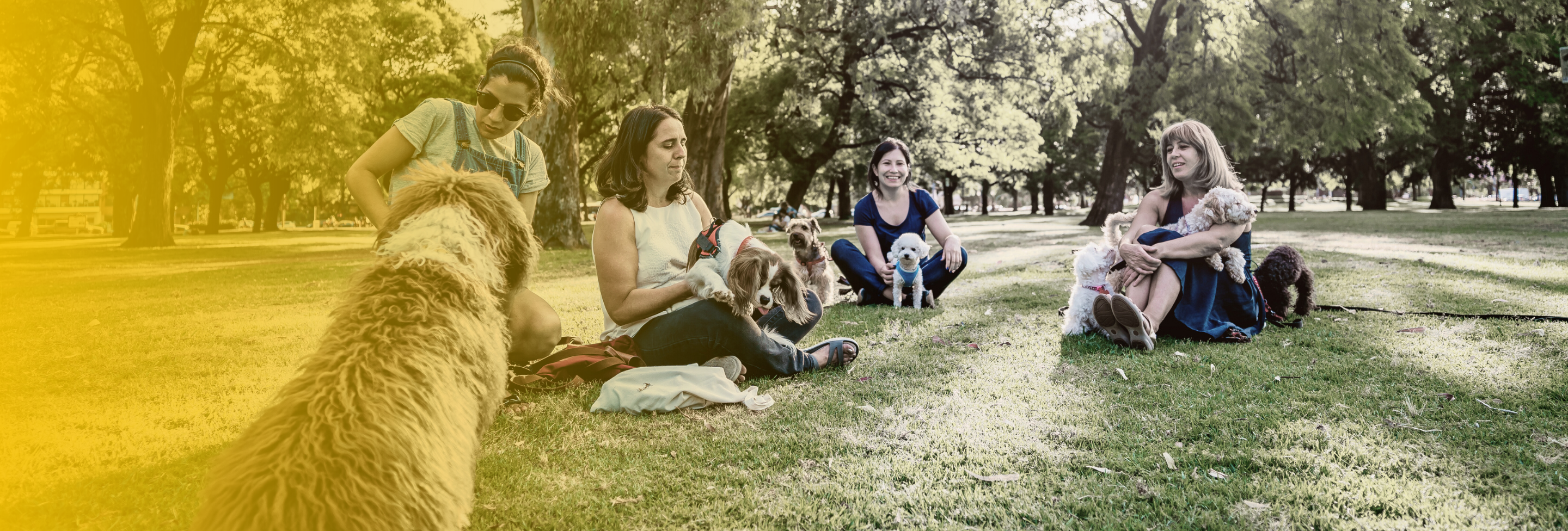 Dog Parks & Dangerous Dogs: What Portsmouth Residents Should Know