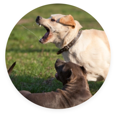 Dog Bite Attack $75,000 Recovery