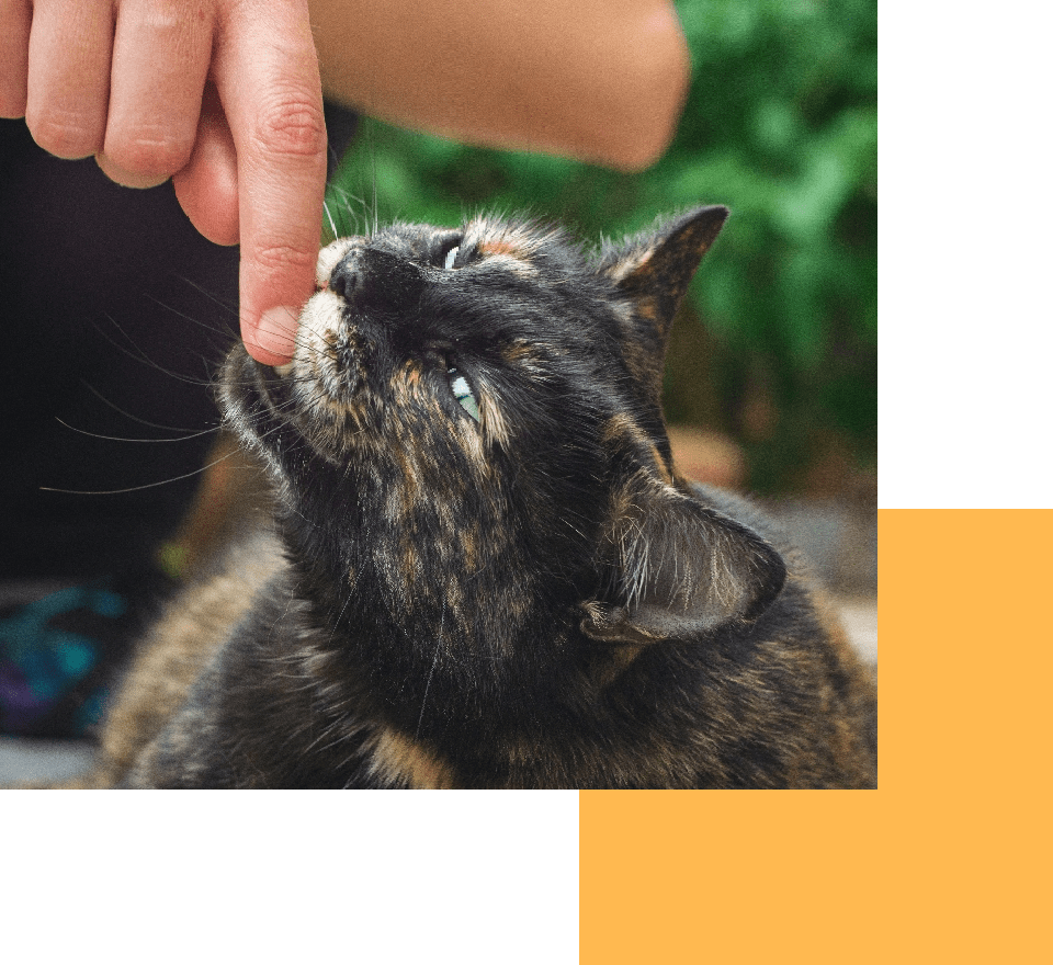 single_cat_bitess single_cat_bitess